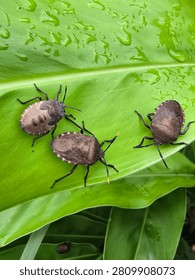 The odorous shield bug, commonly known as the pumpkin bug.