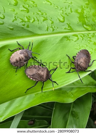 The odorous shield bug, commonly known as the pumpkin bug.