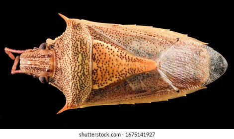 Oebalus Pugnax, The Rice Stink Bug, Upper Marlboro, Maryland