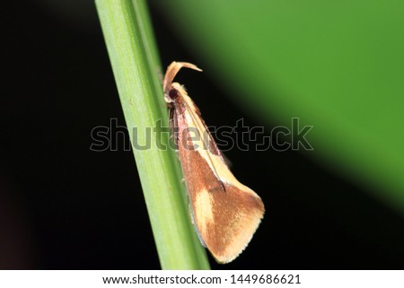 Oecophoridae (concealer moths) is a family of small moths Stock photo © 