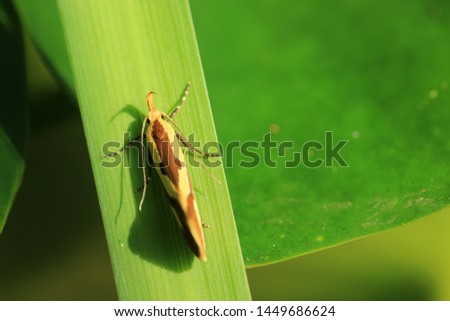 Oecophoridae (concealer moths) is a family of small moths Stock photo © 