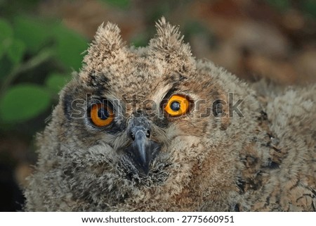 Oehoe close up jong; Eagle Owl close up young