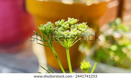 Oenanthe silaifolia, narrow-leaved water-dropwort, is a flowering plant in the carrot family, which is native to Europe and adjacent parts of Asia and North Africa. It is an uncommon plant of water-me