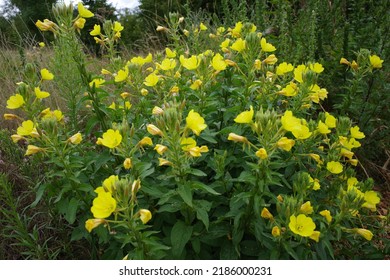 Oenothera biennis or common evening-primrose growing as a wildflower in Germany. This plant is native to north America - Shutterstock ID 2186000231
