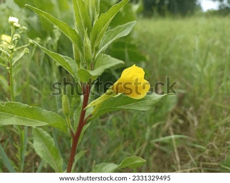 Oenothera biennis, the common evening-primrose, is a species of flowering plant in the family Onagraceae