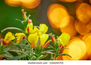 Oenothera Fruticosa, The Narrowleaf Evening Primrose Or Narrow-leaved Sundrops, Is A Species Of Flowering Plant In The Evening Primrose Family.