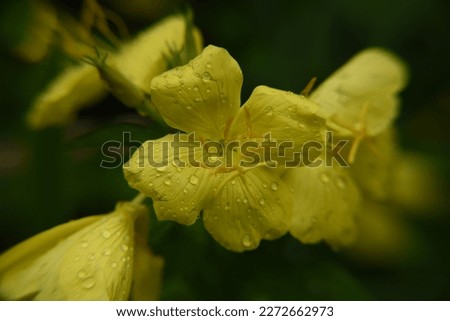 Oenothera: macroflowers with water droplets
