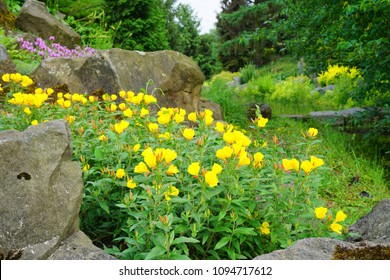 Oenothera - Primrose. Common Evening Primrose