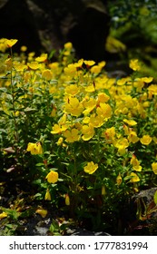 Oenothera - Primrose. Common Evening Primrose