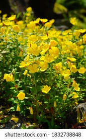 Oenothera - Primrose. Common Evening Primrose