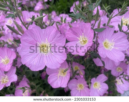 Oenothera speciosa, Pink Evening Primrose, Showy Evening Primrose, Mexican Evening Primrose, Showy Primrose, Pink Ladies, Buttercups, Pink Buttercups