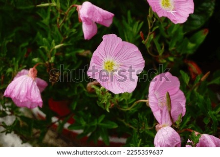 Oenothera speciosa is a species in the Oenothera family known by several common names, including pinkladies, pink primrose, showy primrose, Mexican primrose, poppy and buttercups.