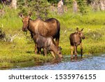 Off the beaten path on the Alaskan Kenai Peninsula, this moose family was found on the shores of a small pond.
