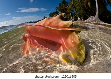 Off Of Belize, A Low-lying Sandy Island With Coconut Palms Is Home To Many Mollusks, Including Conchs, Which Are A Major Food Source.