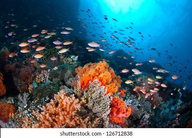 Off North Sulawesi, Indonesia, a plethora of small, colorful fish (Pseudanthias sp.) swim in a current passing over a coral reef.  The fish are catching tiny zooplankton that ride the ocean current.