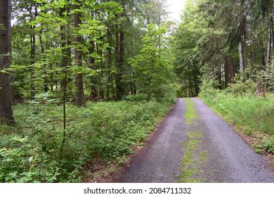 An off road path through a dense green forest