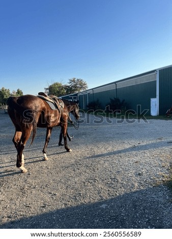 Off the track thoroughbred getting ready for her speculation jumping lesson 