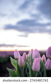 Off-centered image of dramatic sky with a row of delicate pink tulips. Evocative imagery that 