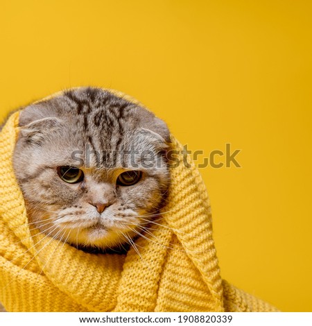 Offended Scottish Fold cat in a yellow scarf, looks sad, on a bright background. Copy space. 