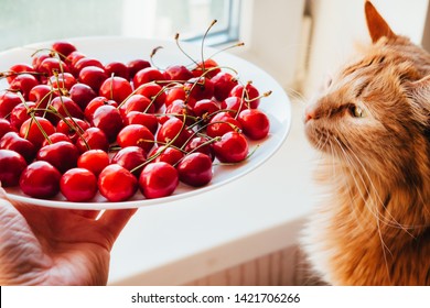 Offering Cherries To Red Cat Side View. Hand Holding White Plate With Sweet Summer Berries. Funny Meal Choice For Domestic Animal, Pet. Vegetarian Cat Owner Seducing Kitty With Delicious Dessert