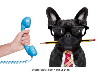 Office Businessman French Bulldog Dog With Pen Or Pencil In Mouth ,on The Phone ,   Isolated On White Background