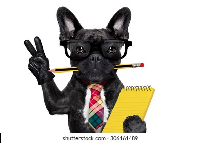 Office Businessman French Bulldog Dog With Pen Or Pencil In Mouth Holding A  Notepad And   Peace Or Victory Fingers Isolated On White Background