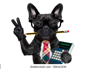 Office Businessman French Bulldog Dog With Pen Or Pencil In Mouth Holding A  Calculator And   Peace Or Victory Fingers Isolated On White Background