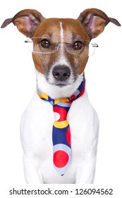 Office Dog Wearing Funny  Tie And Glasses