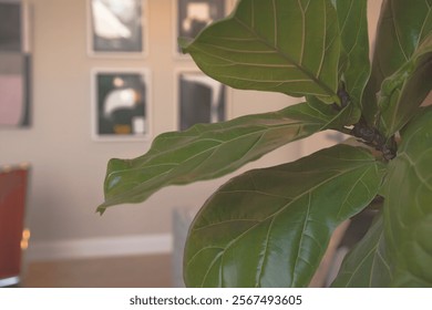 Office space tree background professional fiddle leaf plant wall