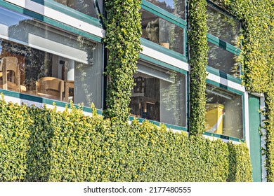 Office windows and building facade whole plant covered with plants of hedge. Hedge, green wall. Greening of city buildings - Shutterstock ID 2177480555
