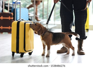 Officer with dog checking suitcase in airport, closeup. Luggage inspection