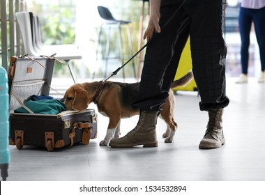 Officer with dog looking for drugs near open suitcase in airport, closeup