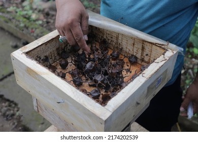 An Officer Shows A Honey Bee Nest Cultivated In Jakarta On June 16, 2021.
