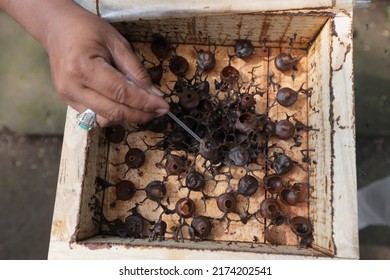 An Officer Shows A Honey Bee Nest Cultivated In Jakarta On June 16, 2021.
