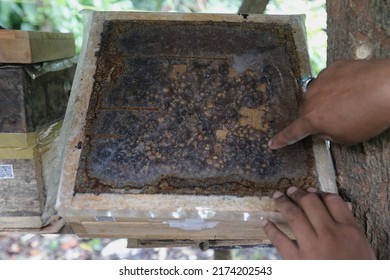 An Officer Shows A Honey Bee Nest Cultivated In Jakarta On June 16, 2021.
