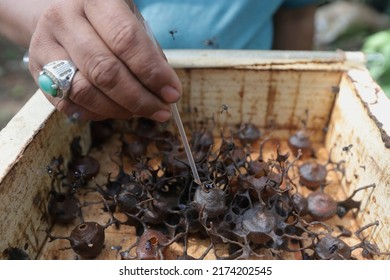 An Officer Shows A Honey Bee Nest Cultivated In Jakarta On June 16, 2021.
