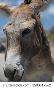 Official Greeter Of The Turk's And Caicos