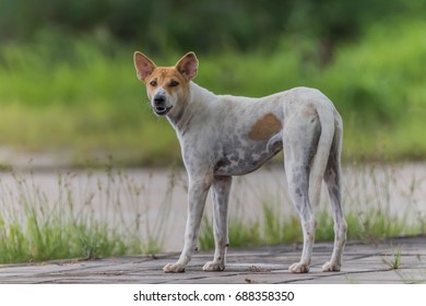 Official Language Dog Dogs Canis Lupus Stock Photo 688358350 | Shutterstock