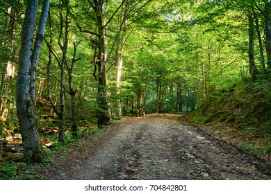 Offroad Trail And Tracks On A Dirt Road Through The Forest