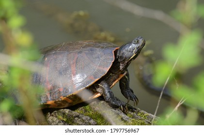 407 Large freshwater turtle Images, Stock Photos & Vectors | Shutterstock