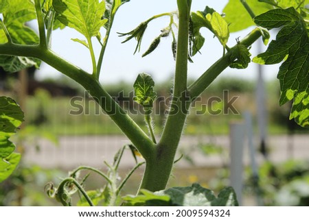 an offshoot in the axil of branches and stem of a tomato plant in the vegetable garden closeup