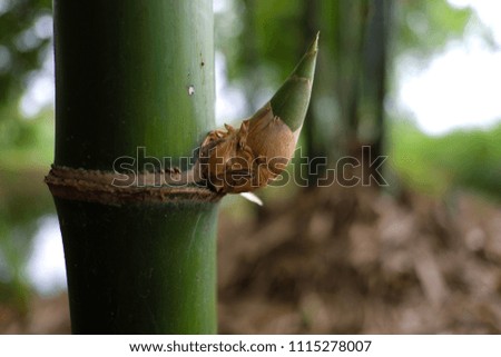An offshoot of bamboo.