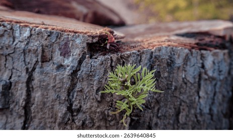 Offshoot growing from the side of a cut tree stump. 