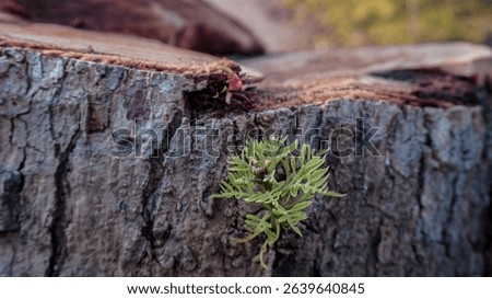 Offshoot growing from the side of a cut tree stump. 