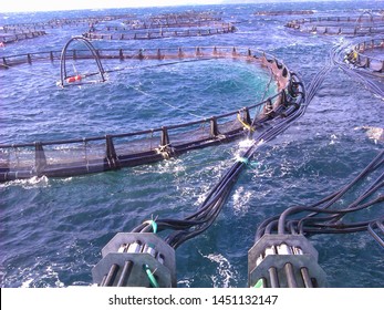 Offshore Fish Feeding System In Aegean Sea