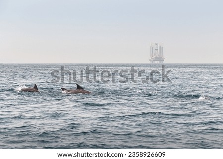 An offshore oil rig on the horizon form an interesting juxtaposition with local wildlife, a pod of bottlenose dolphins, off Hengam Island in Iran.