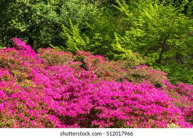often called rhodies, woody plants in the heath family Ericaceae, either evergreen or deciduous, and found mainly in Asia, Southern Highlands of the Appalachian Mountains of North America. - Shutterstock ID 512017966
