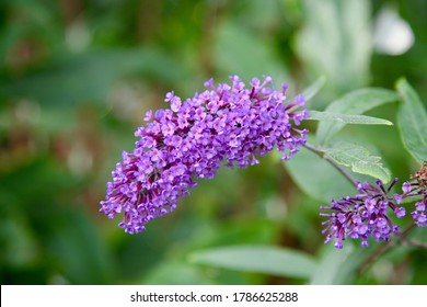 Often known as the Butterfly bush tree this particular Buddleia (Buddleja Davidii) is in full bloom