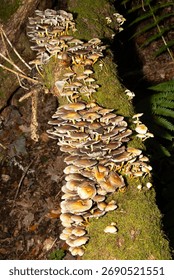 Often loosing the stipe ring and found in dense clusters, Honey Fungus is a virulent pathogenic fungi that is responsible for the deaths of many trees and the scourge of foresters and gardeners