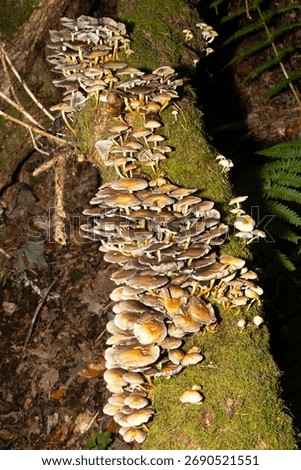 Often loosing the stipe ring and found in dense clusters, Honey Fungus is a virulent pathogenic fungi that is responsible for the deaths of many trees and the scourge of foresters and gardeners